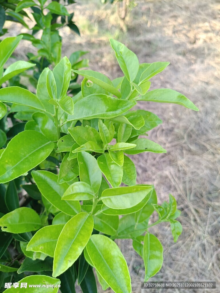 翠绿植物叶片特写