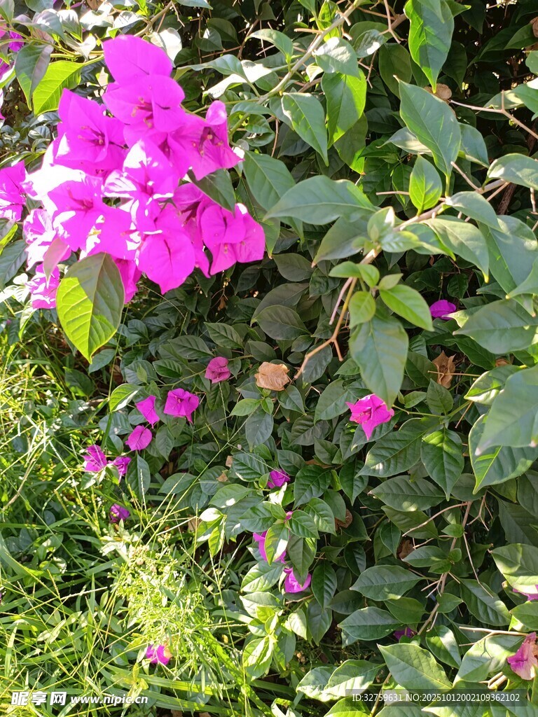 绽放的艳丽三角梅