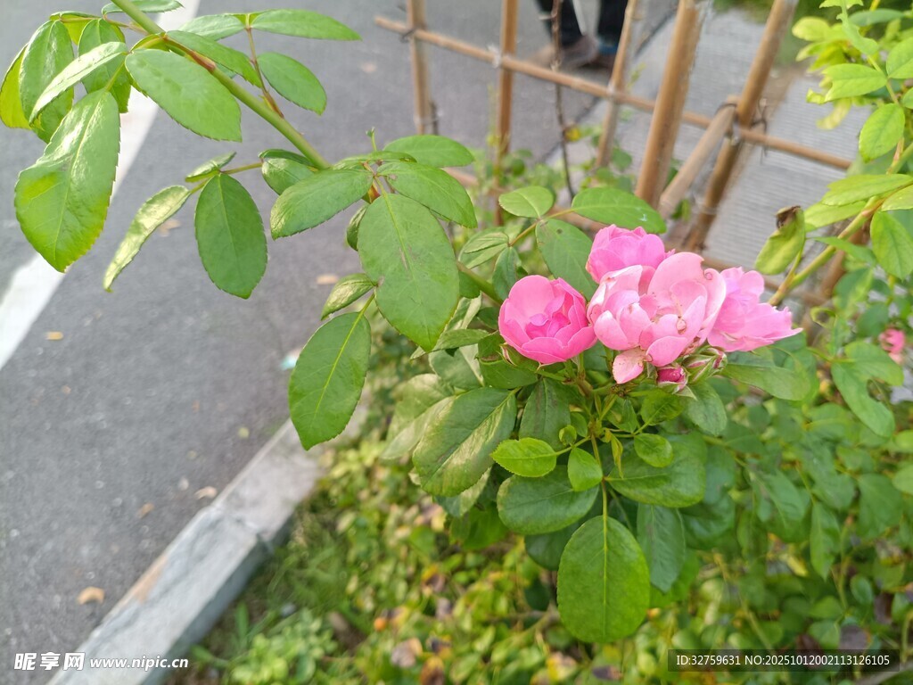 路边绽放的娇艳粉色蔷薇
