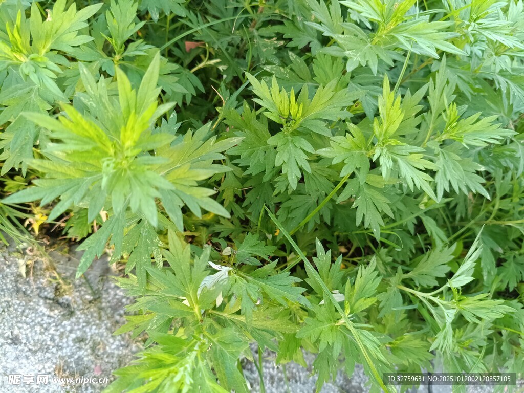 绿色繁茂的植物景观