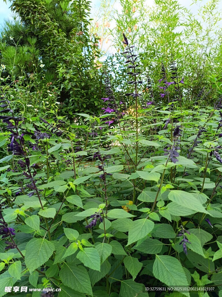 繁茂绿植中的紫色花卉