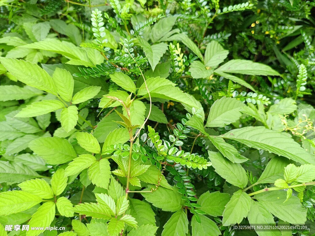 翠绿繁茂的植物景观