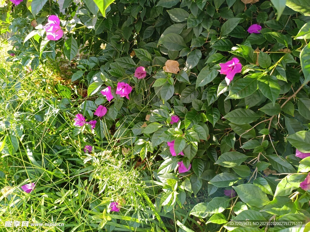 绿叶丛中绽放的娇艳牵牛花