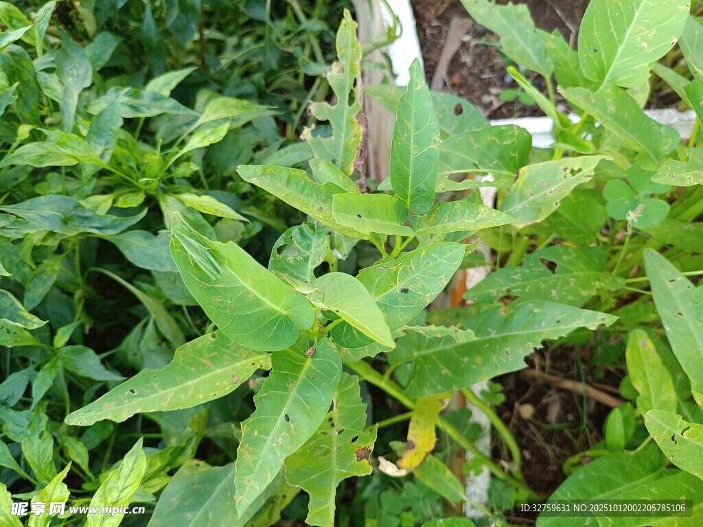 绿叶间的植物特写