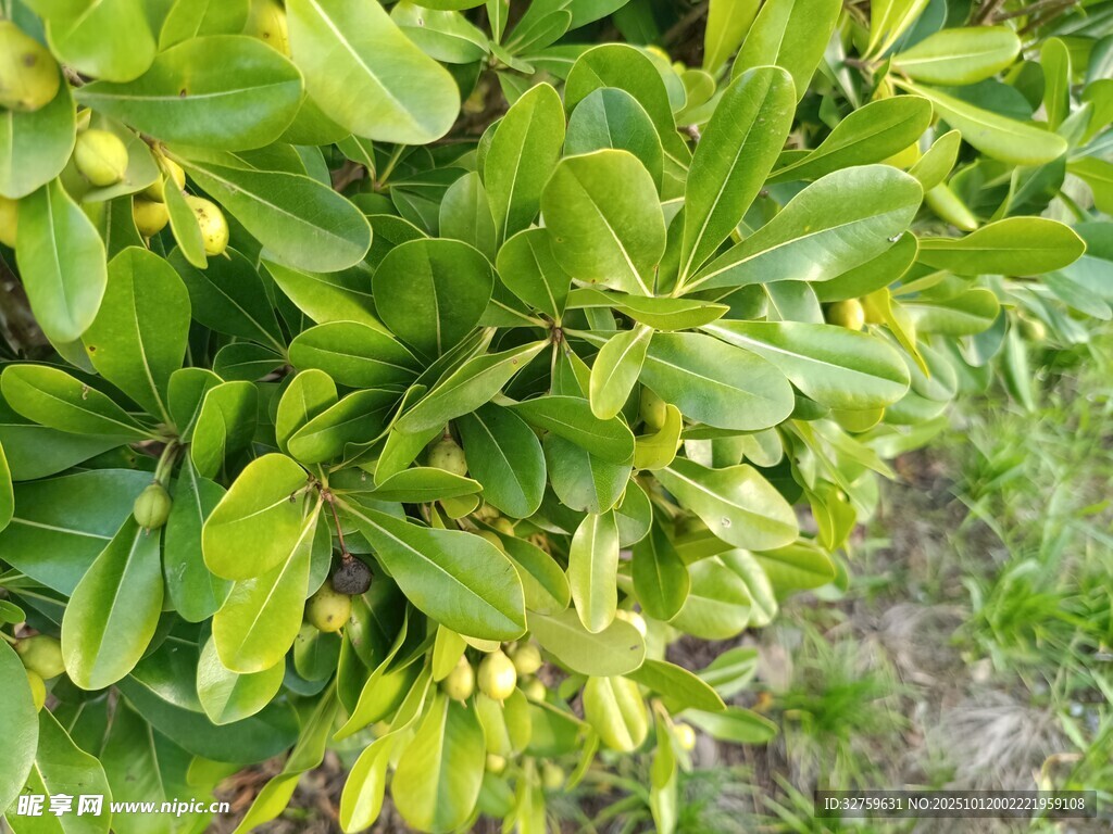 翠绿繁茂的植物枝叶