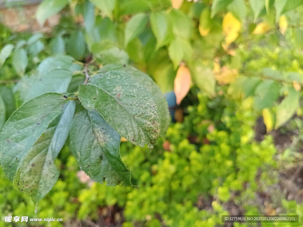 绿叶丛中的生机景象