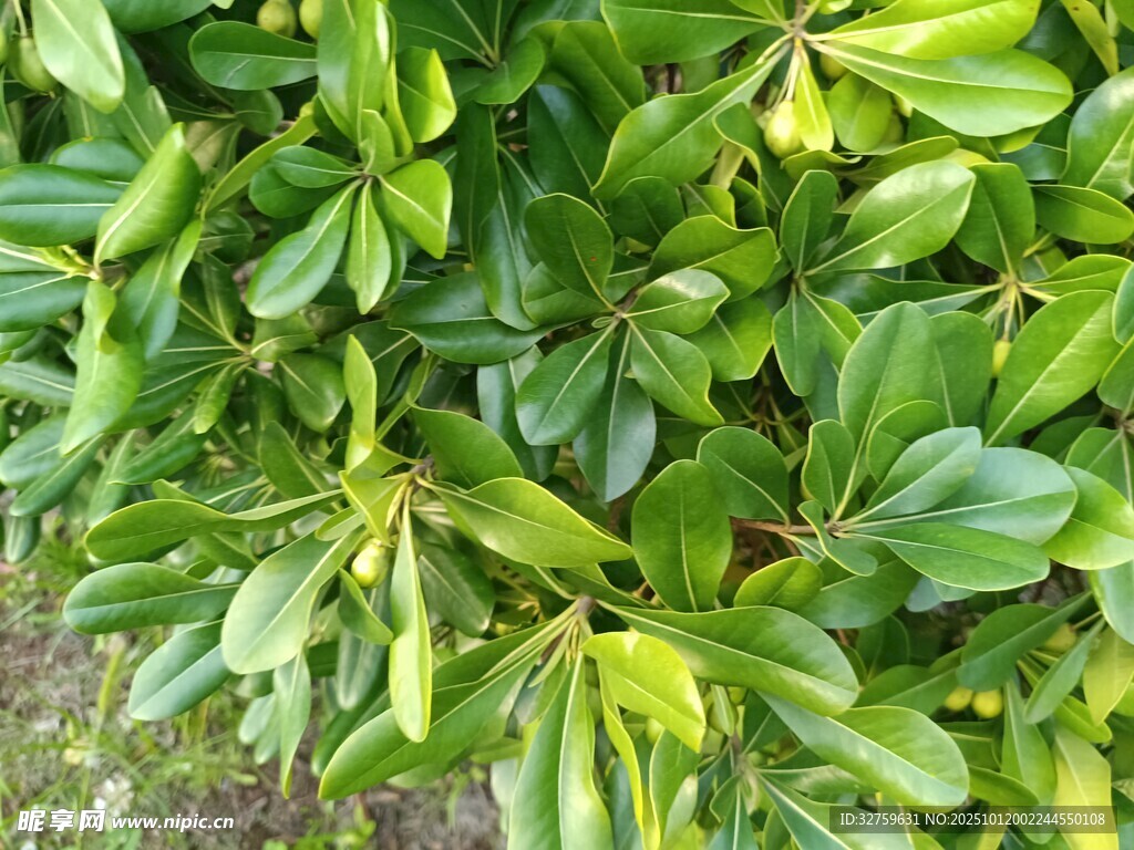 翠绿茂盛的叶片植物