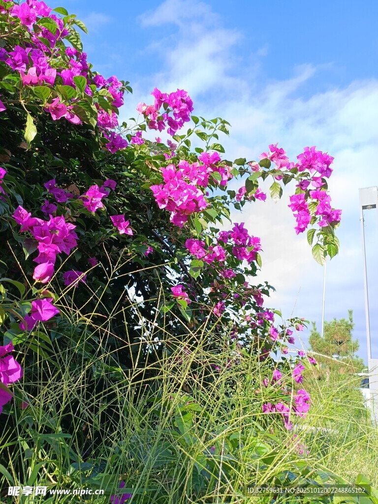 蓝天下绽放的艳丽三角梅