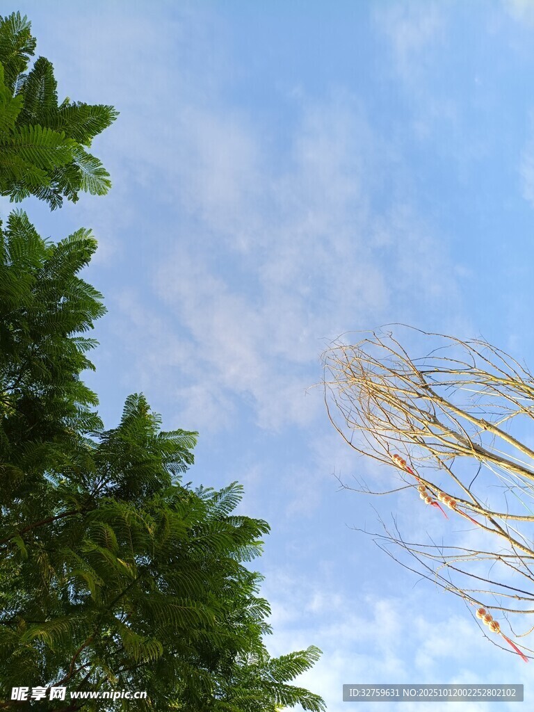 树梢间的蓝天与摇曳草丝