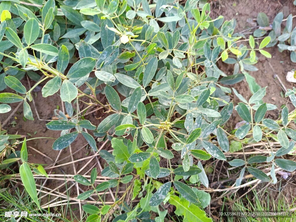 田间生长的绿色植物