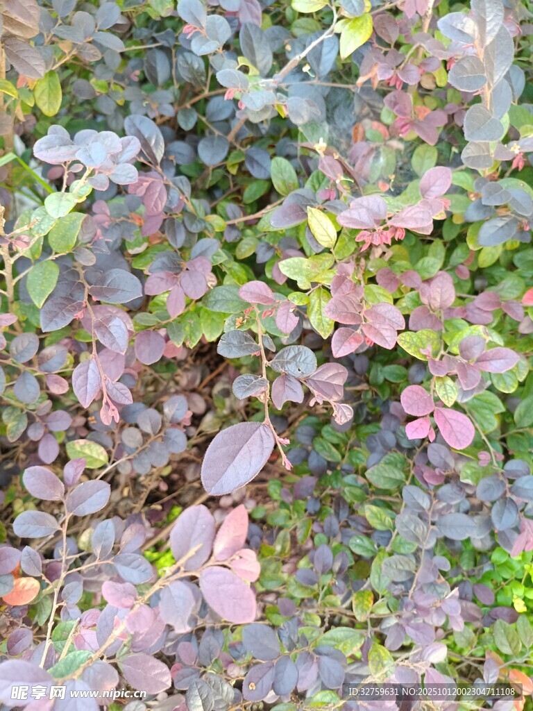多彩叶片植物特写