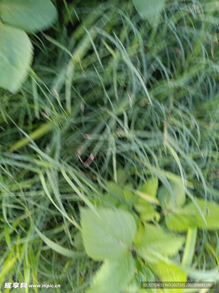 阳光下的嫩绿草地
