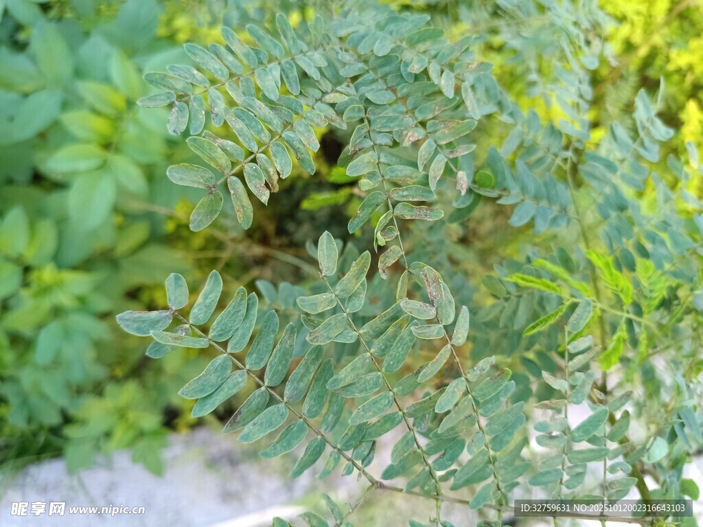翠绿蕨类植物特写