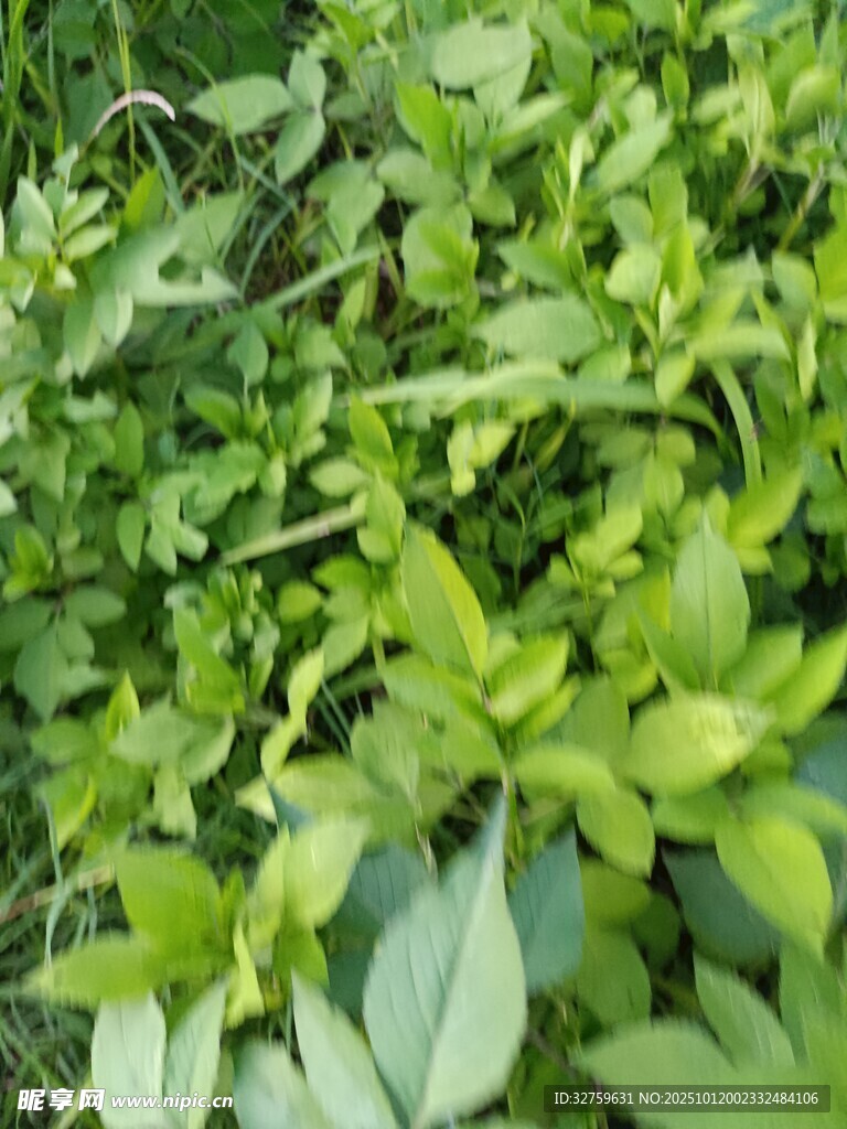 翠绿繁茂的植物群落