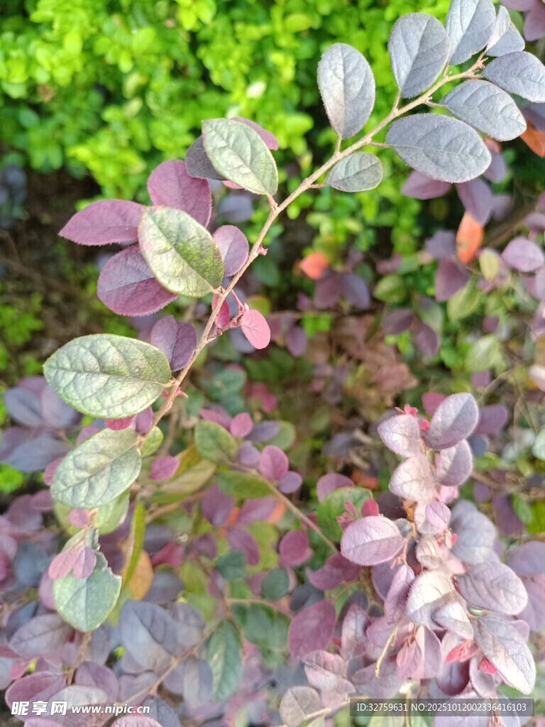 紫叶植物特写
