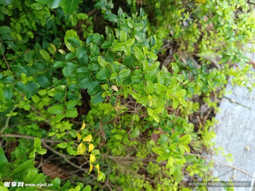 绿叶黄花植物近景