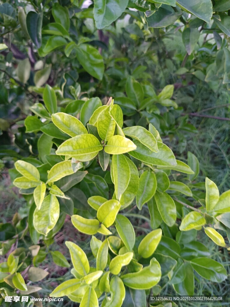 黄绿相间的清新植物叶片