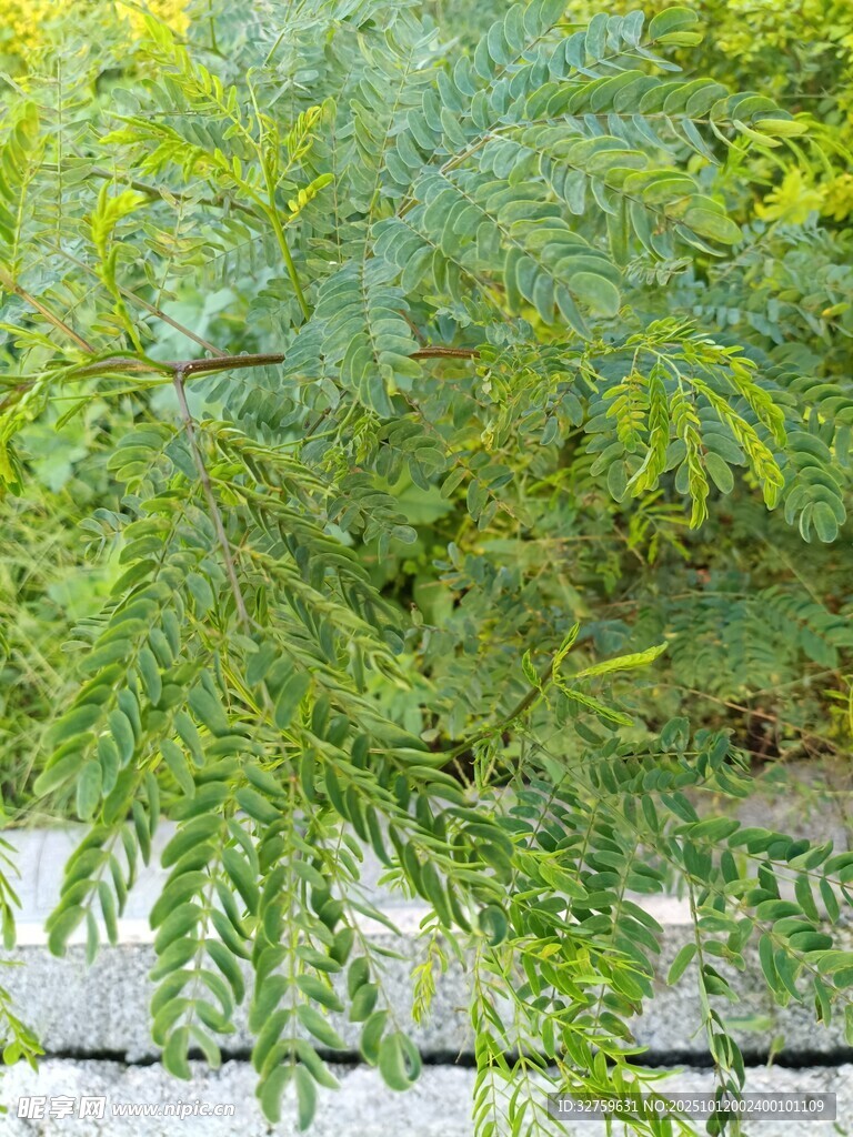 翠绿枝叶展现植物生机