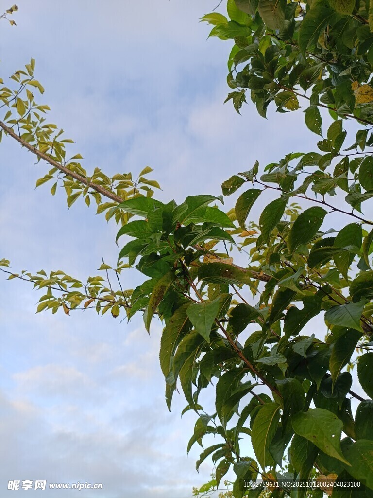 枝头绿叶映蓝天