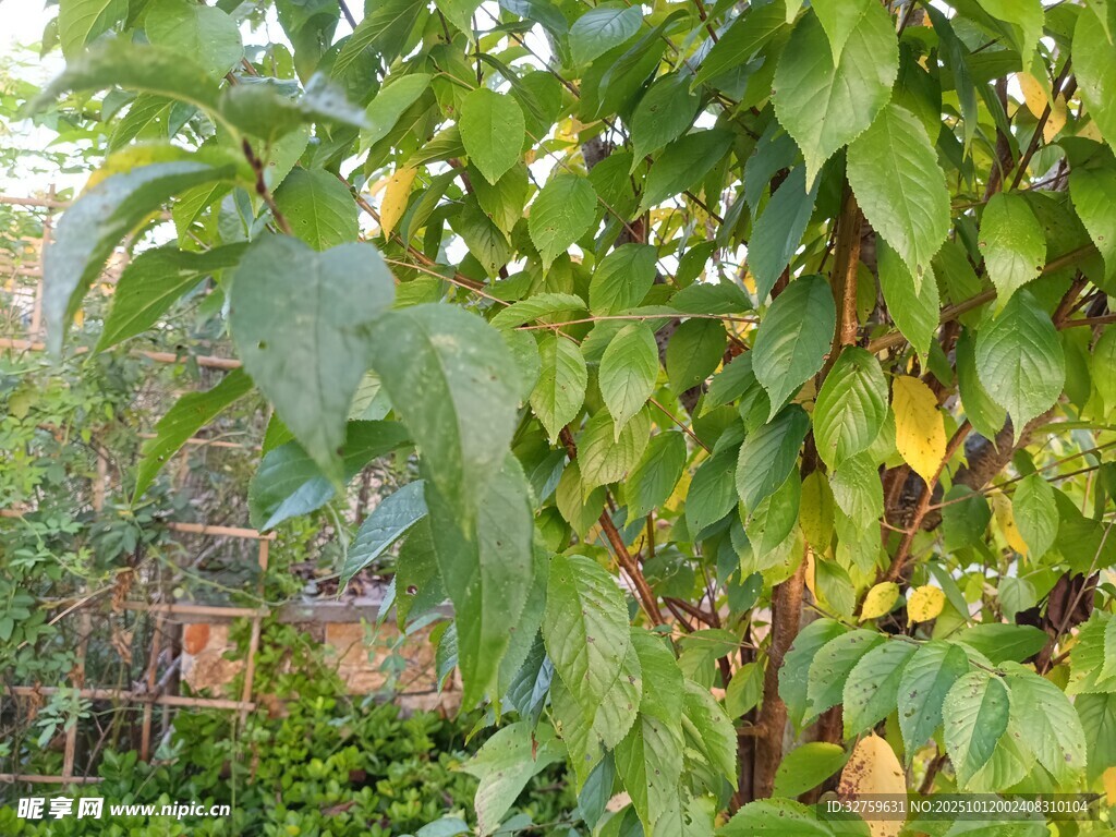 绿叶繁茂的植物景观