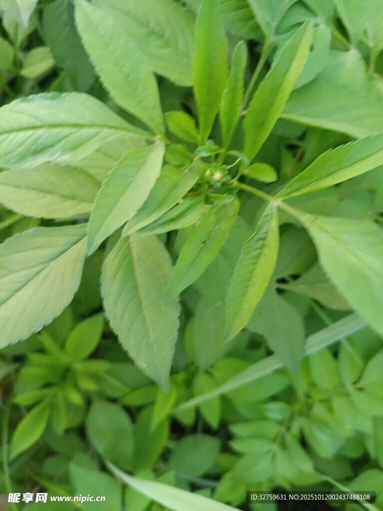 嫩绿叶片的清新植物