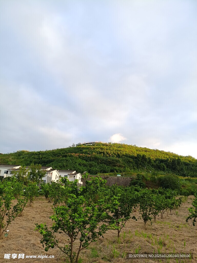 田园果园风光景色