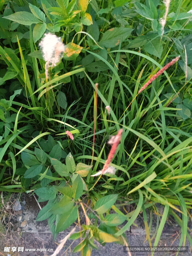 草丛中的白色小花
