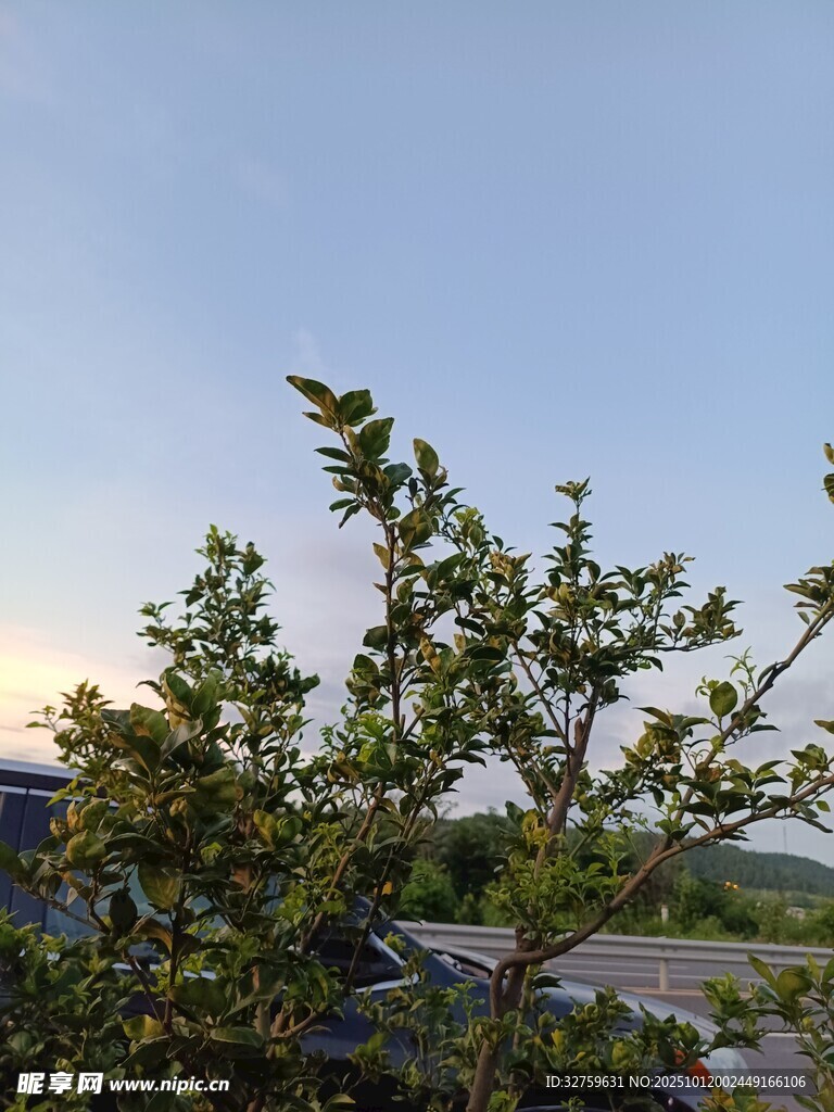 夕阳下的绿植景观
