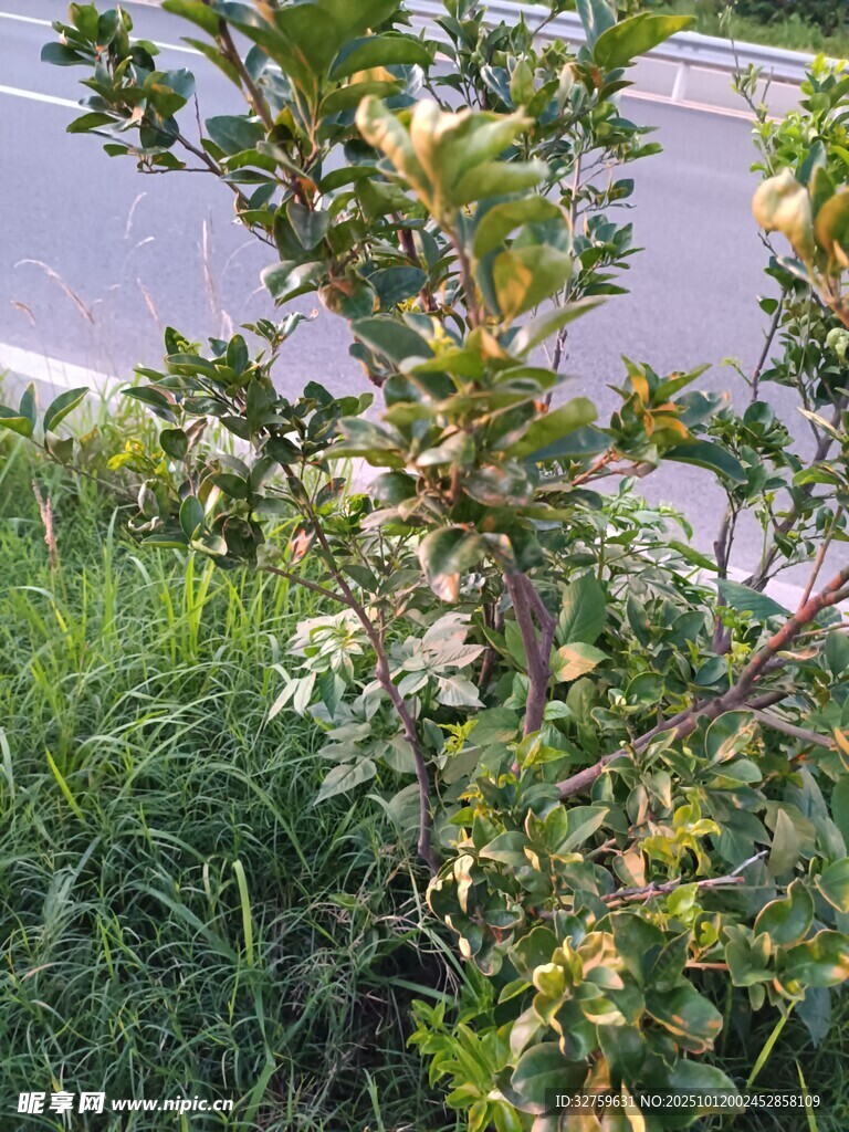 路边绽放的繁茂花枝