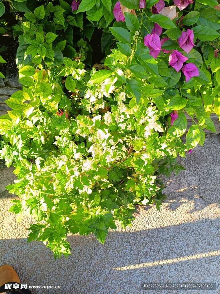 路边多彩花卉景观