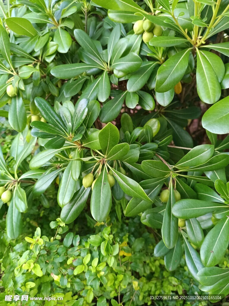 翠绿繁茂的植物景观