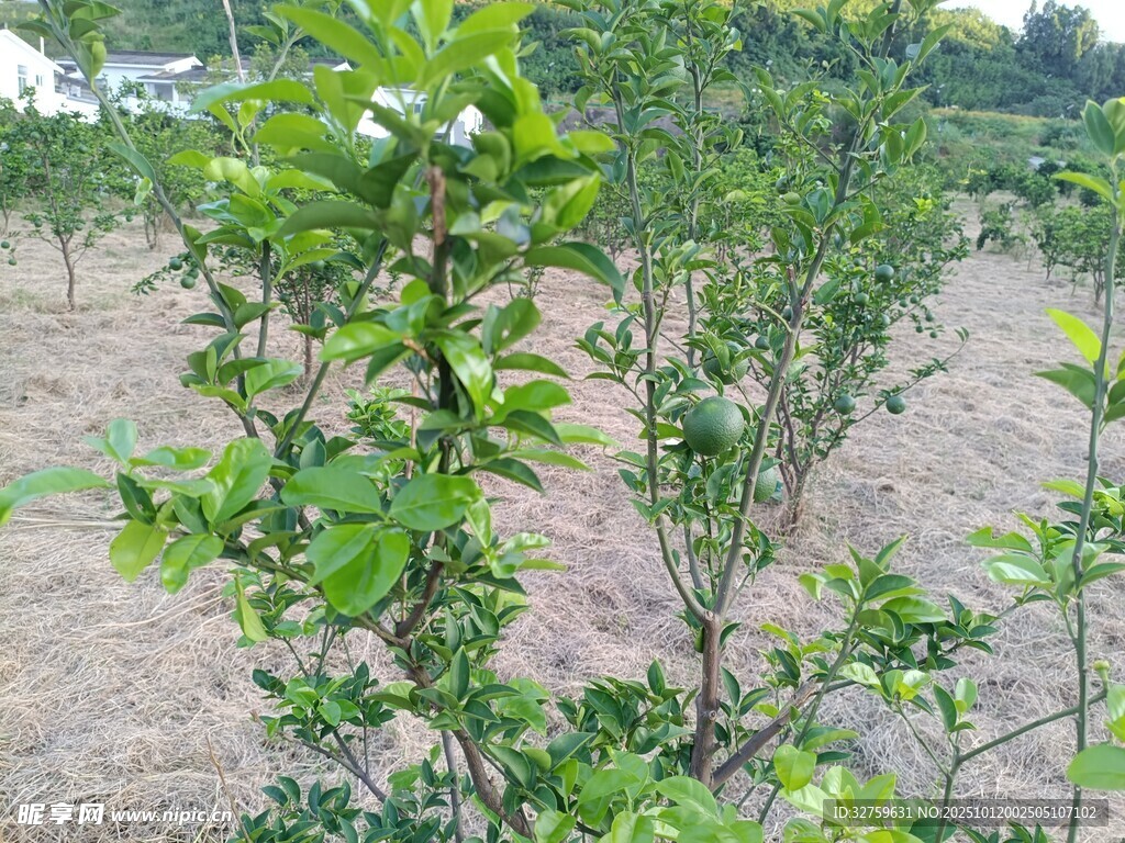 果园中的绿色果树植株