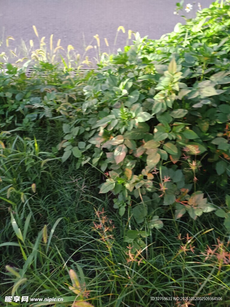 繁茂绿植