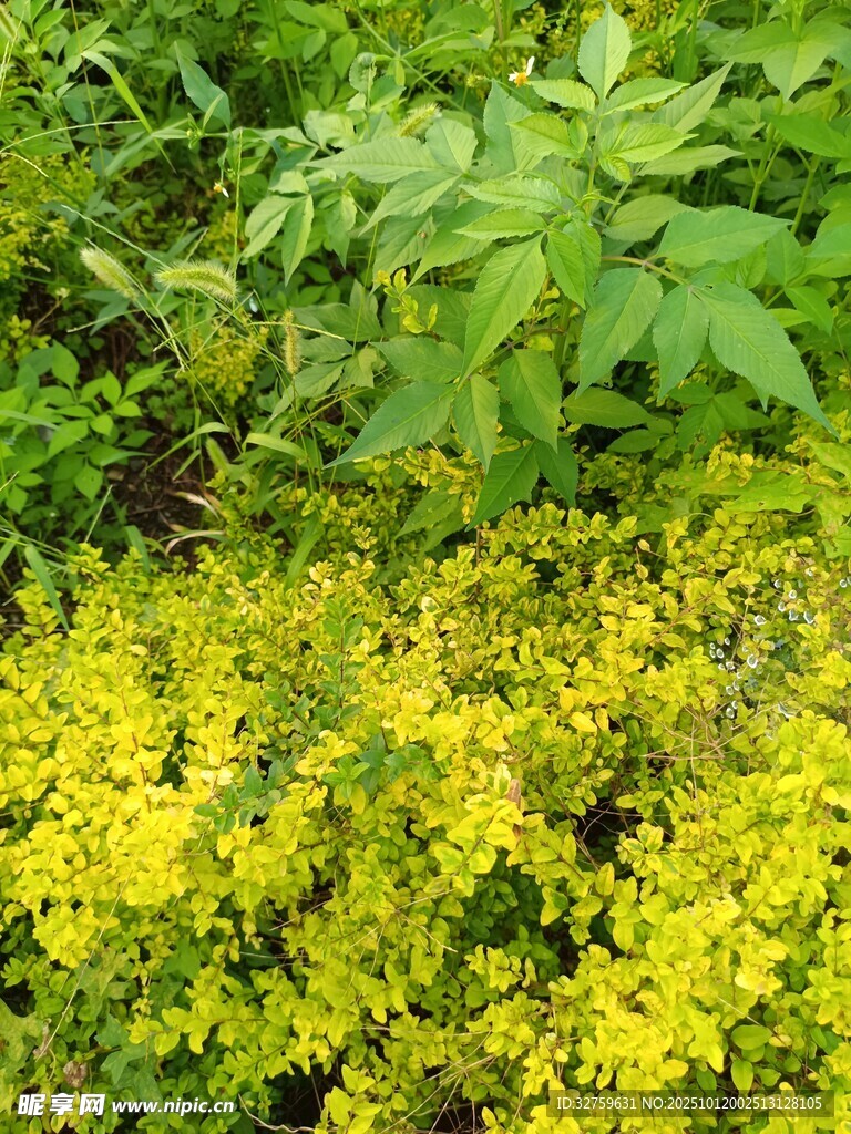 黄绿相间的繁茂植物景观