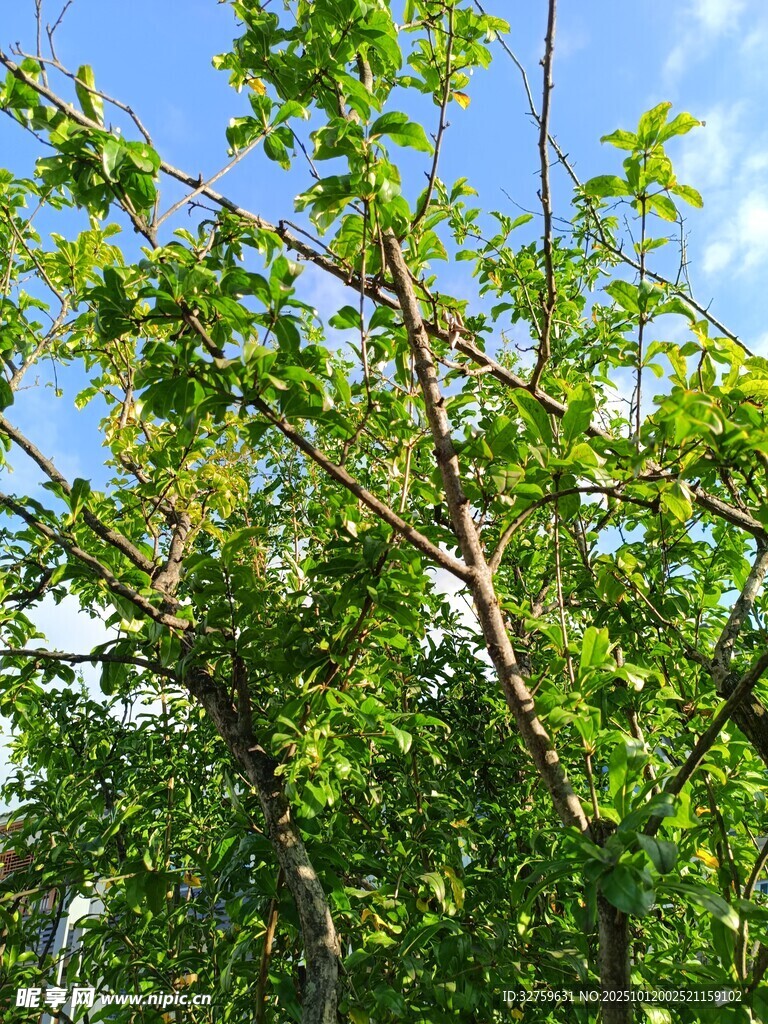 绿叶繁茂的树木景观