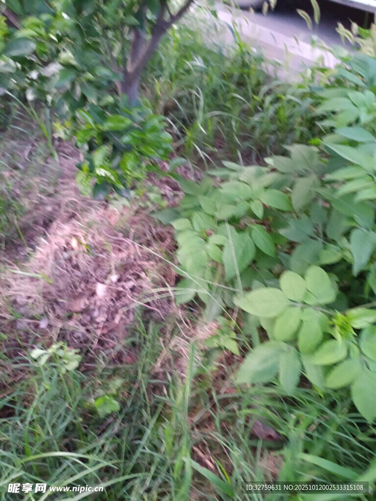 草丛中的多彩植物景观