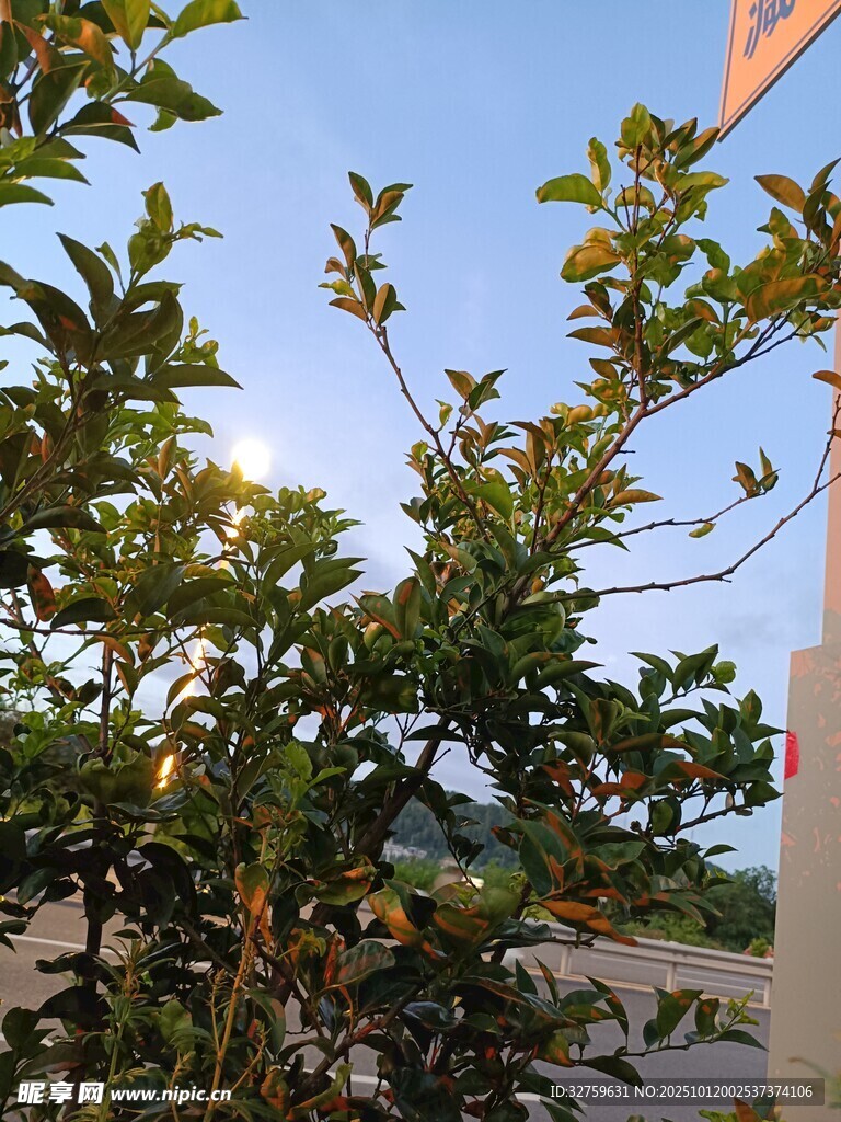 绿叶繁茂的庭院植物