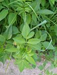 绿叶繁茂的野生植物