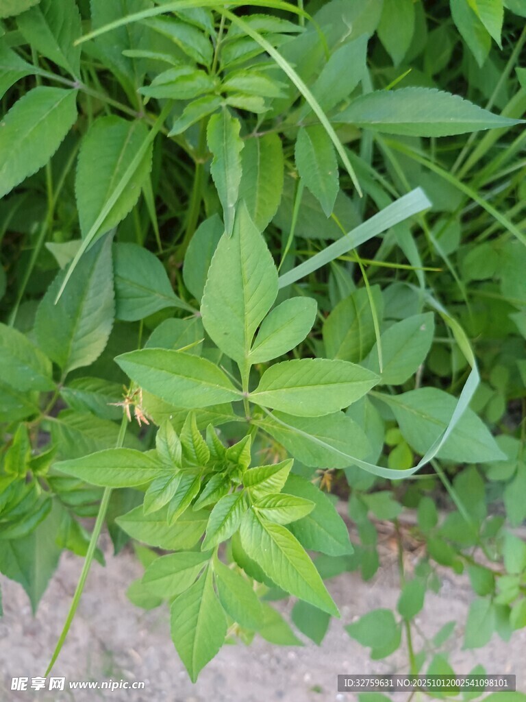 绿叶繁茂的野生植物
