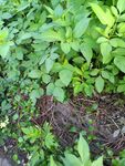 繁茂绿植 