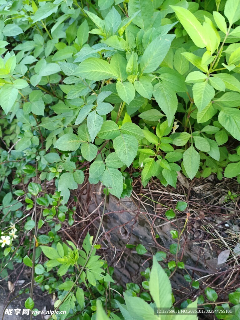 繁茂绿植 
