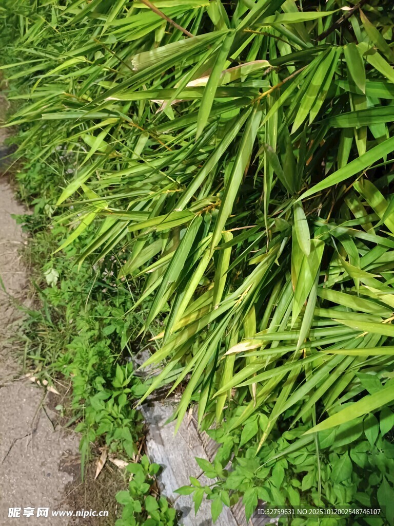 翠绿繁茂的路边植物