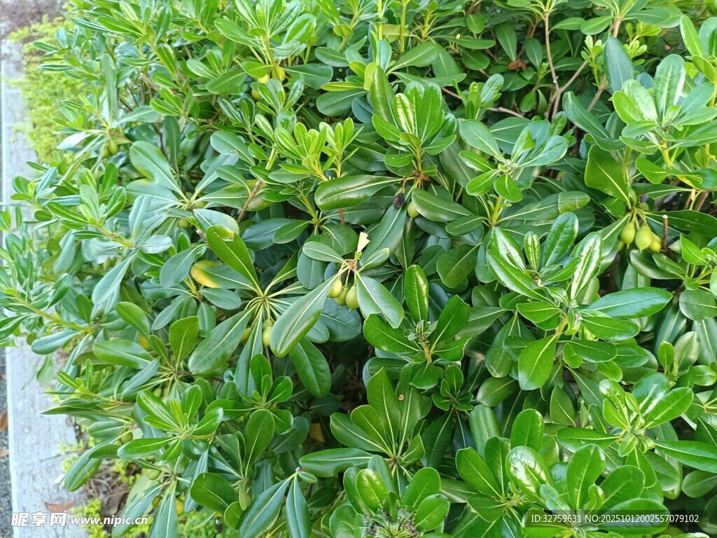 翠绿繁茂的灌木丛