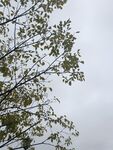 枝头绿叶映灰白天空