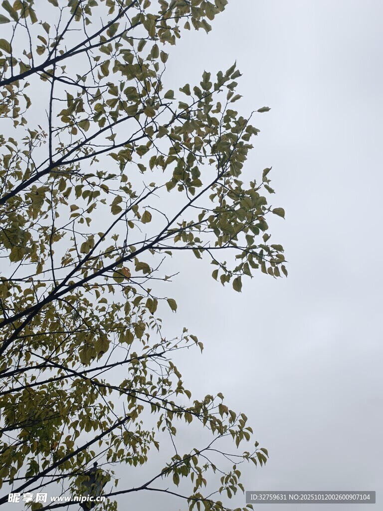 枝头绿叶映灰白天空