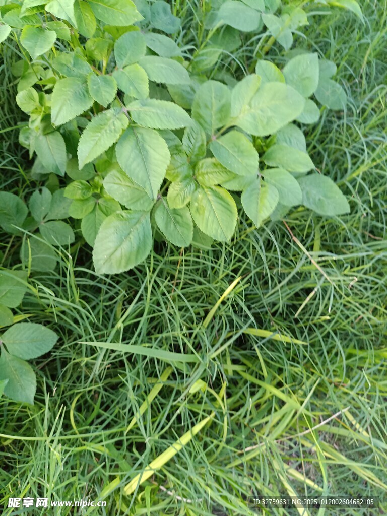 草丛中的绿色植物景象