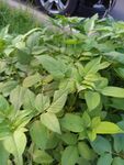 绿叶植物特写