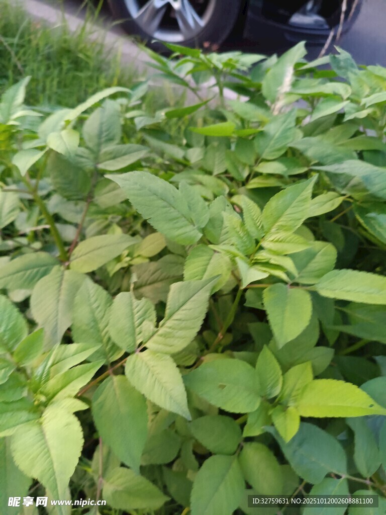 绿叶植物特写
