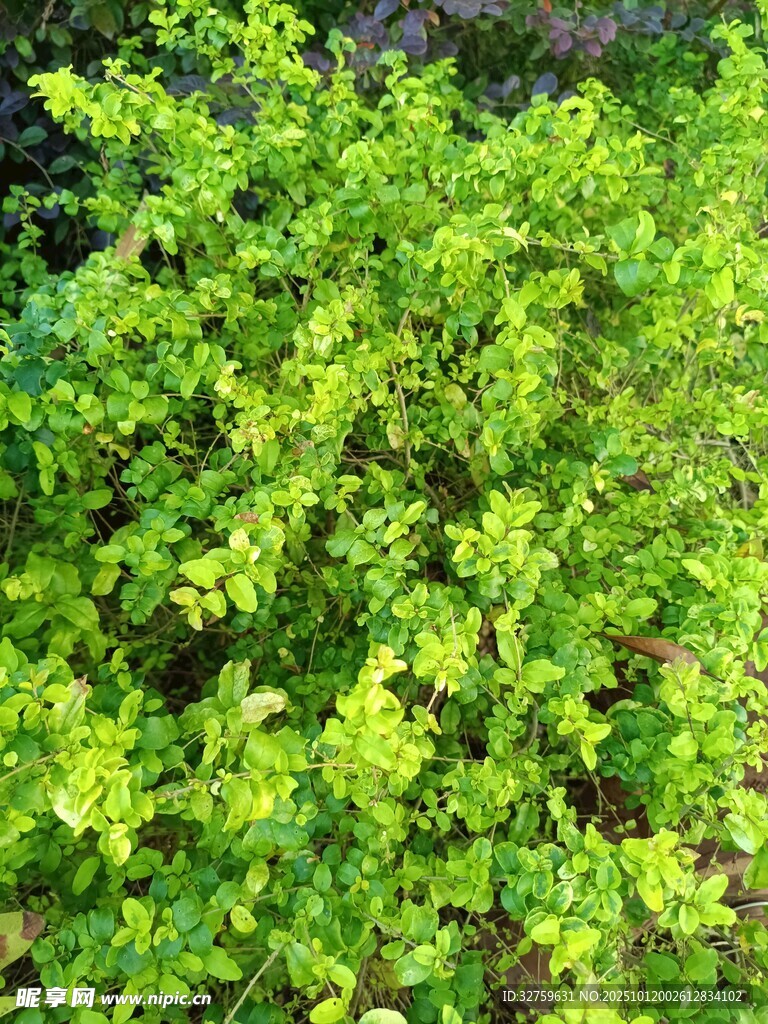 翠绿繁茂的灌木丛