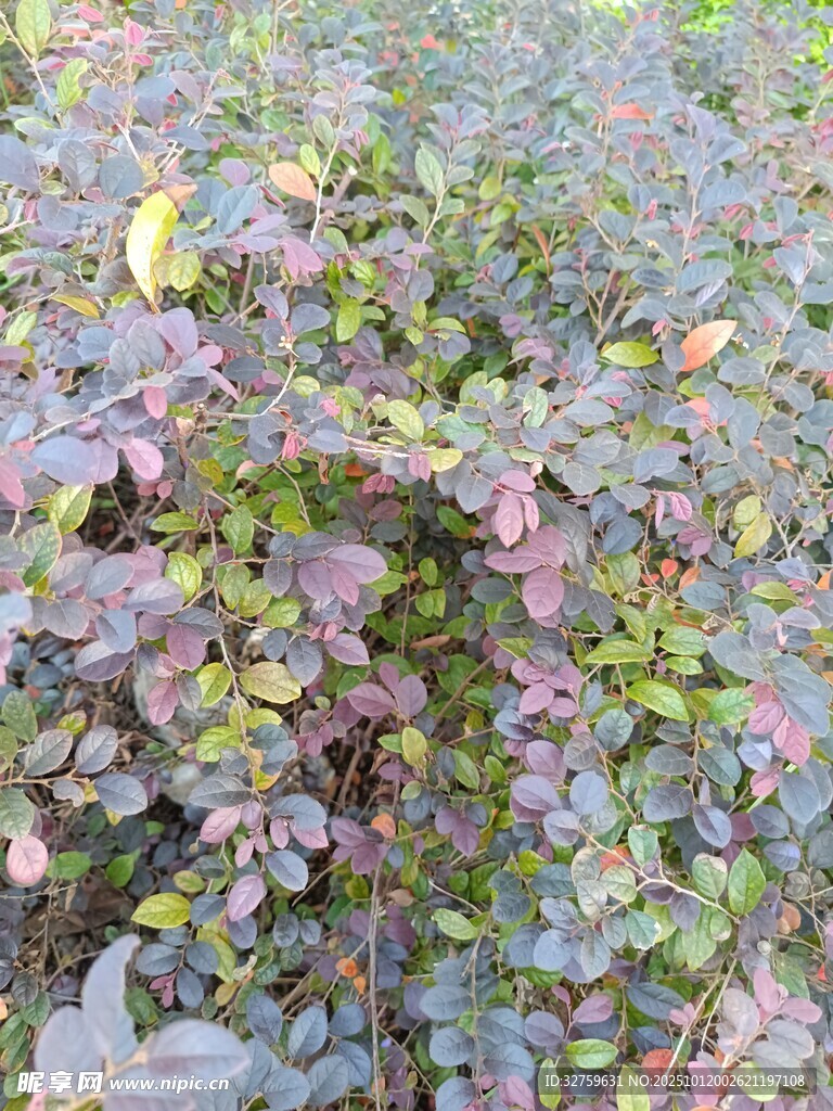 多彩斑斓的植物叶片